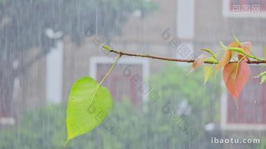 春天雨天雨水<strong>雨滴</strong>树叶雨景